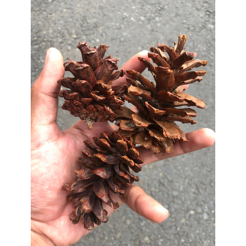 CEMILAN KELINCI DAN HAMSTER | BUNGA PINUS