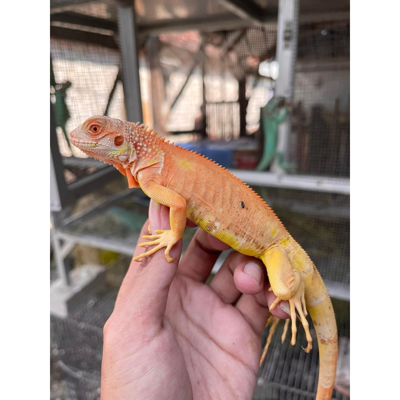 MINIATUR RED ALBINO IGUANA