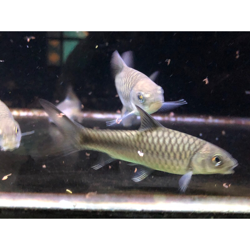 neo hexagonolepis/indian blue mahseer