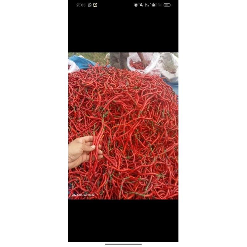 

Cabe Merah