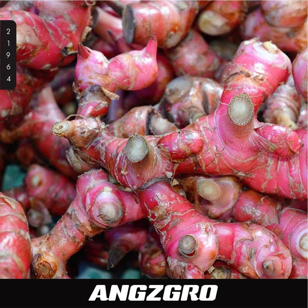 

Lengkuas Merah 100 Gr SBY