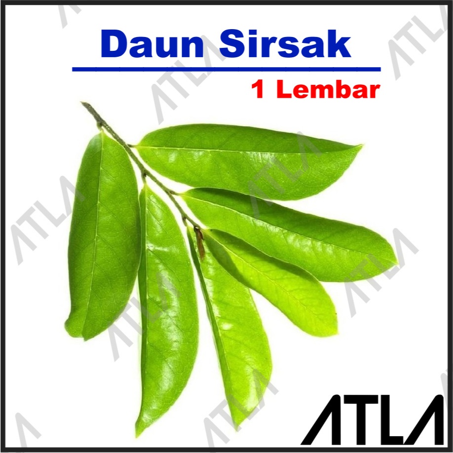 

Daun Sirsak Segar Obat Herbal Tumor Kanker Organik Alami Per Lembar