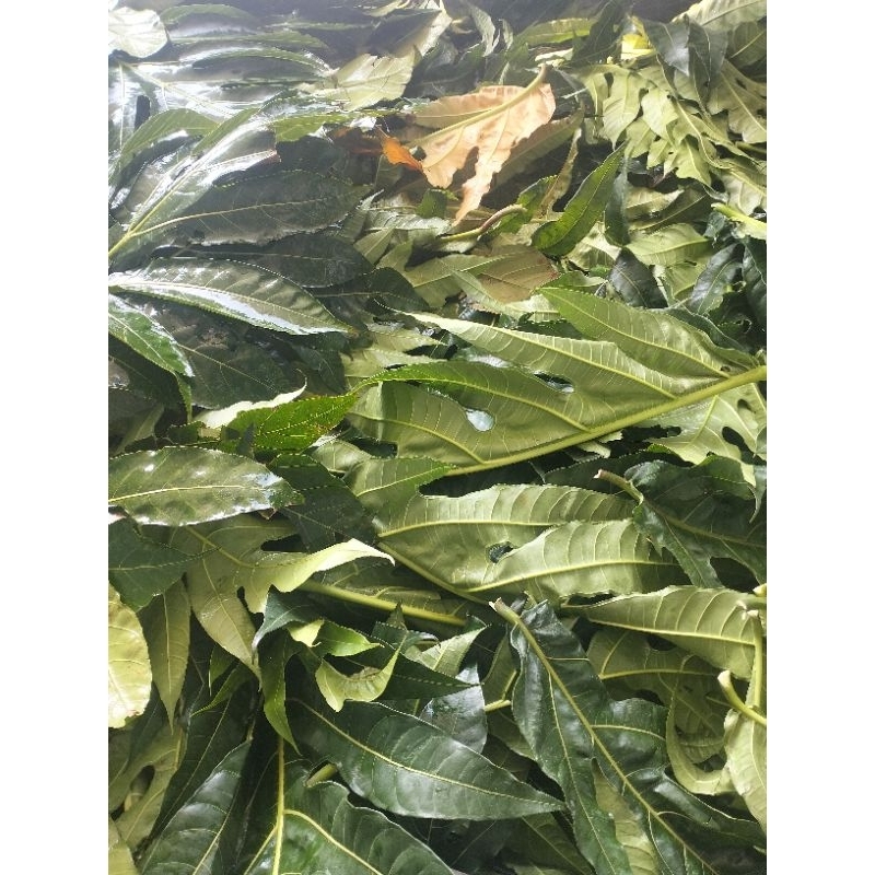 

daun sukun segar bisa request muda atau tua.kemasan 250 gram