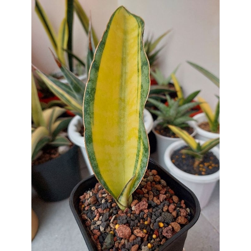 Sansevieria Sp Tanzania Variegata Mewah