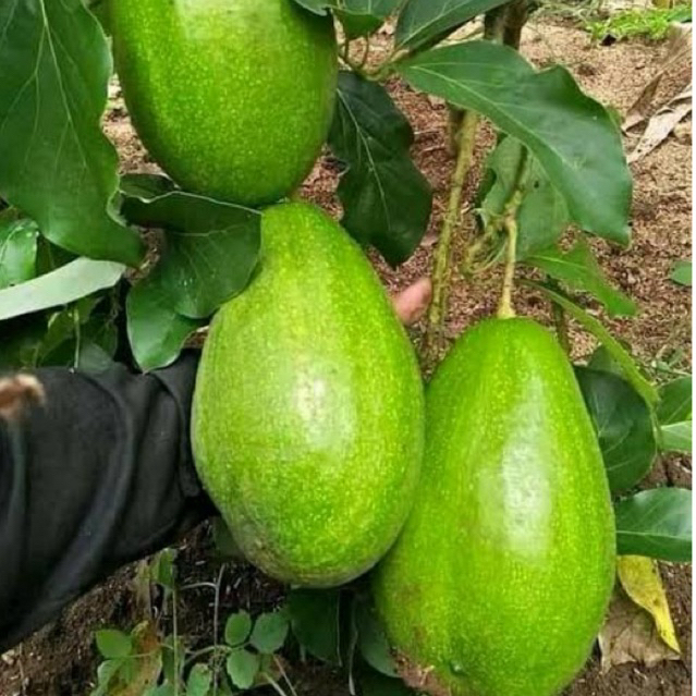 LIVE Bibit tanaman Alpukat miki batang besar