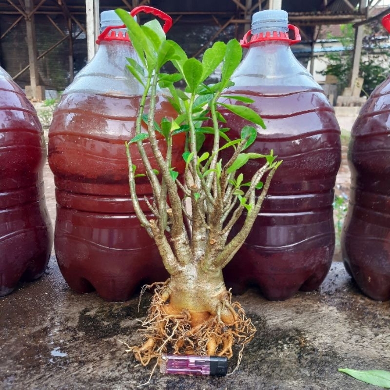 Arabicum Hybrid | Silangan Arabicum Y |  Lost id