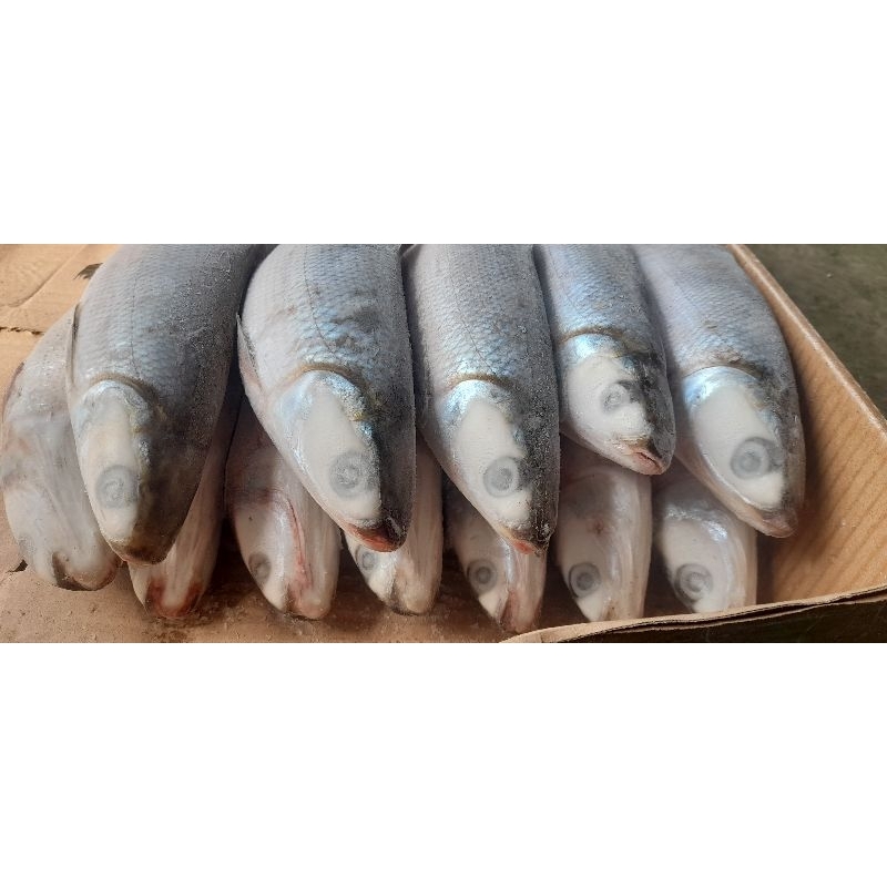 

Ikan Bandeng Segar / Bandeng Beku / Bandeng ukuran 400-470gram / Ekor