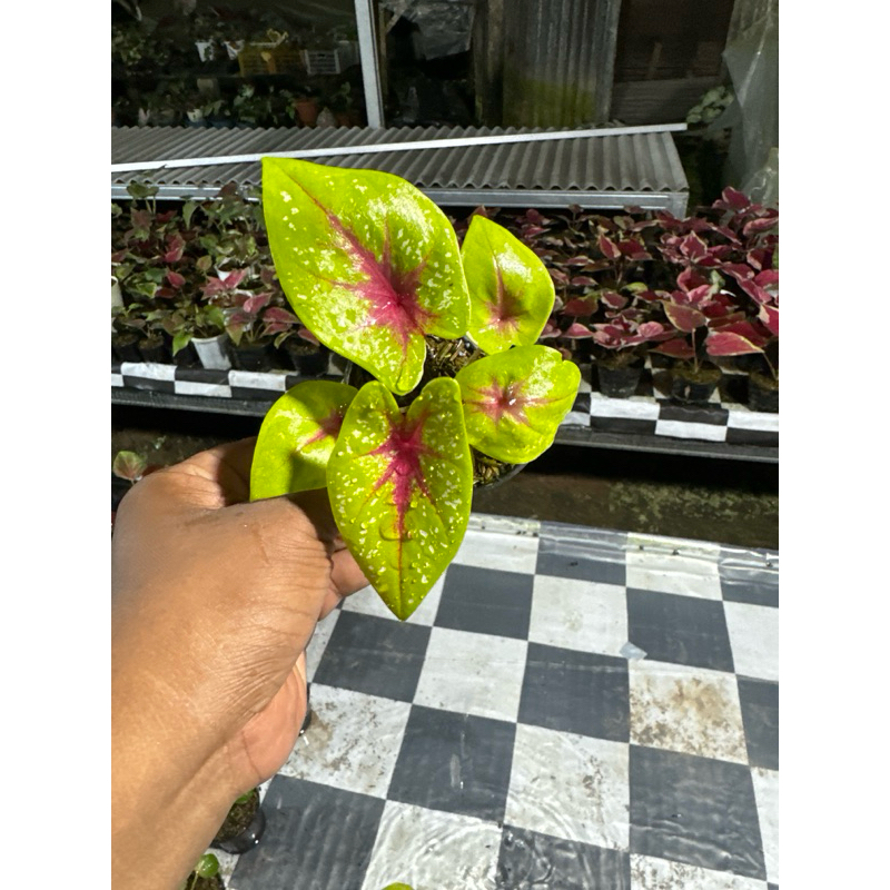 CALADIUM TOS THAILAND SERIES