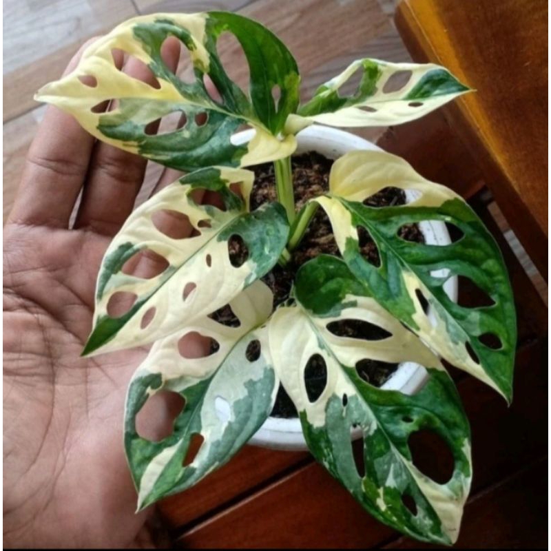 Tanaman Hias Janda bolong Varigata