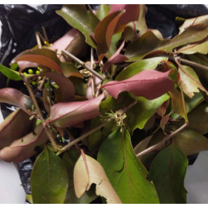 

Benalu cengkeh segar benalu pohon cengkeh 1 kg-az