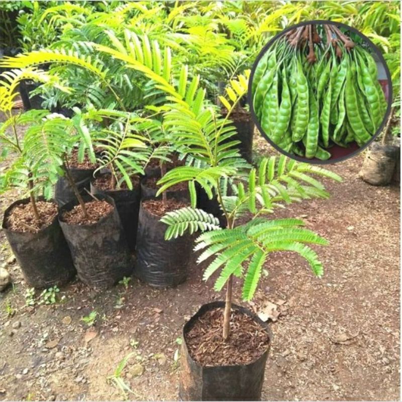 Bibit pete (petai) super jumbo