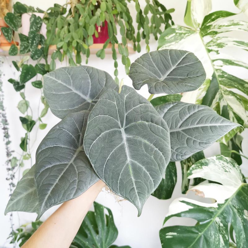 Alocasia Maharani / Alocasia kulit badak maharani