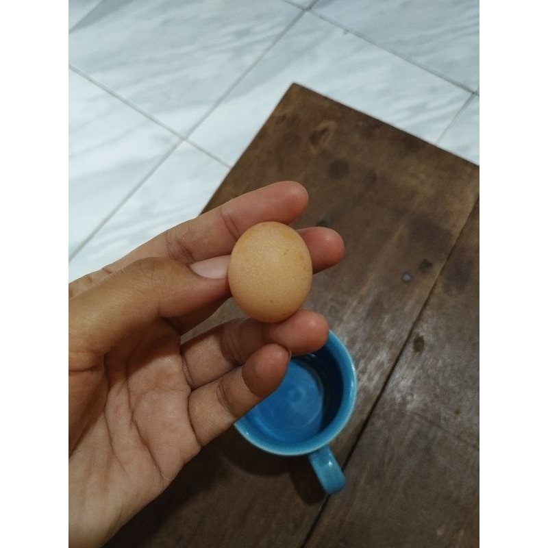 

Telur ayam jantan telur ayam lanang