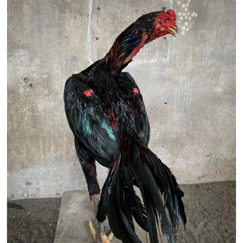 Ayam Wiring Galih Magon