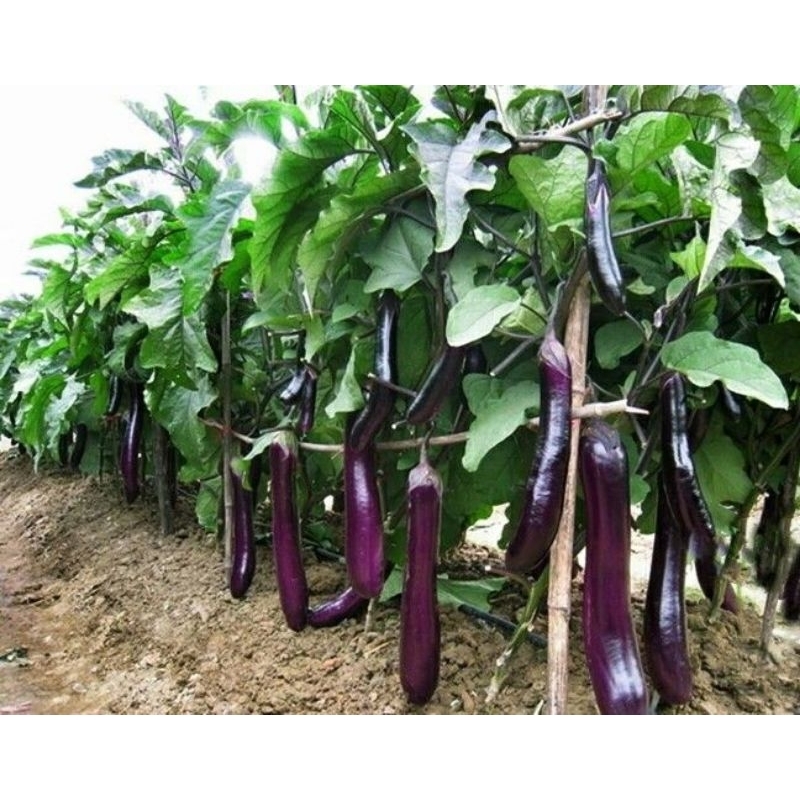 

Sayur Terong Ungu Segar