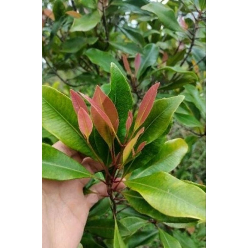 

Daun Cengkeh segar kualitas terbaik 100gr