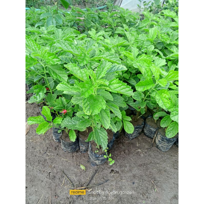 paket 3 bibit keji beling | tanaman herbal keji beling | tanaman keji beling | bibit keji beling