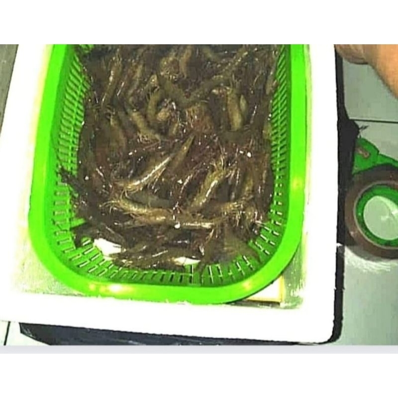 

Udang Api-Api Hidup (PAKET B!US) /Pakan Ikan Predator/Umpan Mancing Laut - 1kilogram