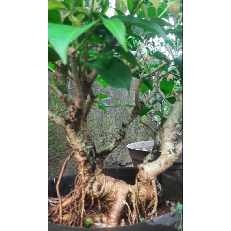 Bonsai Bunut pucuk merah