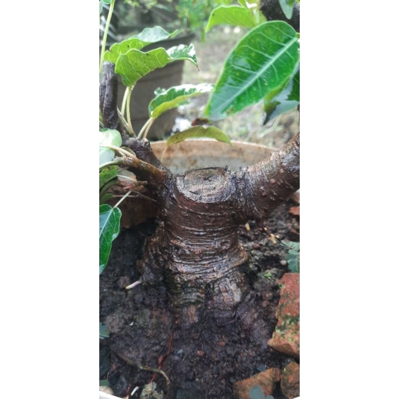 Bonsai bunut pucuk merah
