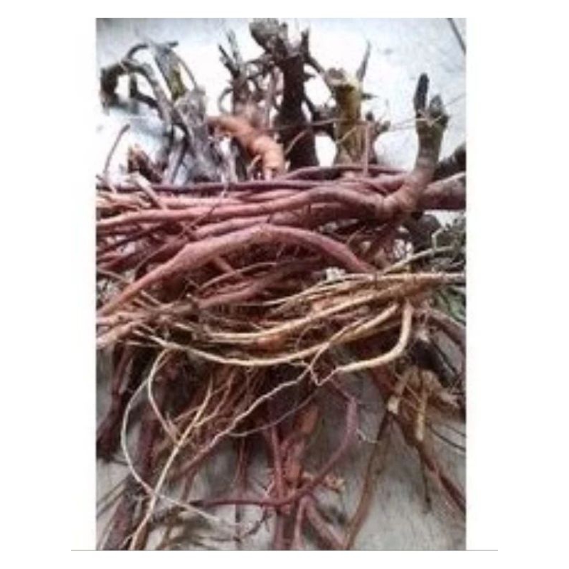 

akar putri malu 150g