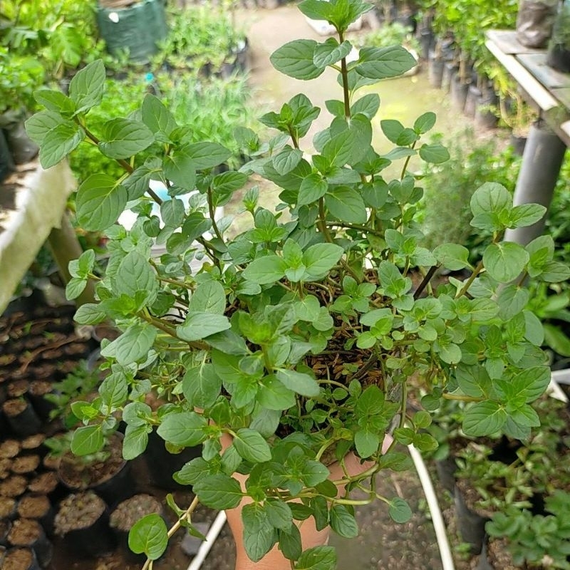 Bibit Tanaman Chocolate Mint/Choco Mint/Bibit Tanaman Daun Mint