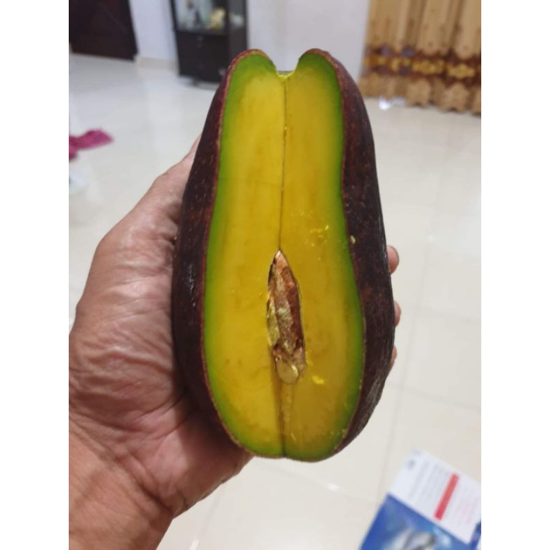 BIBIT ALPUKAT SWY 02