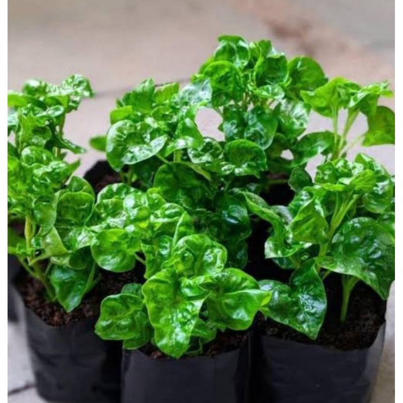 Bibit Bayam Brazil Organik