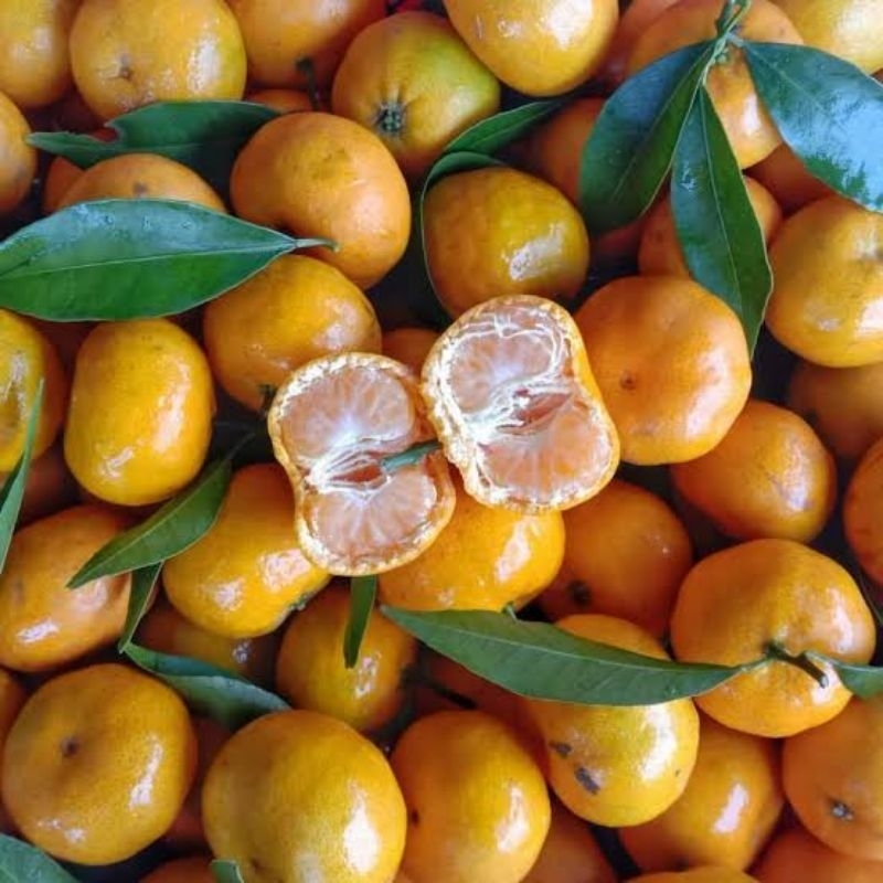 

Jeruk santang 500gr
