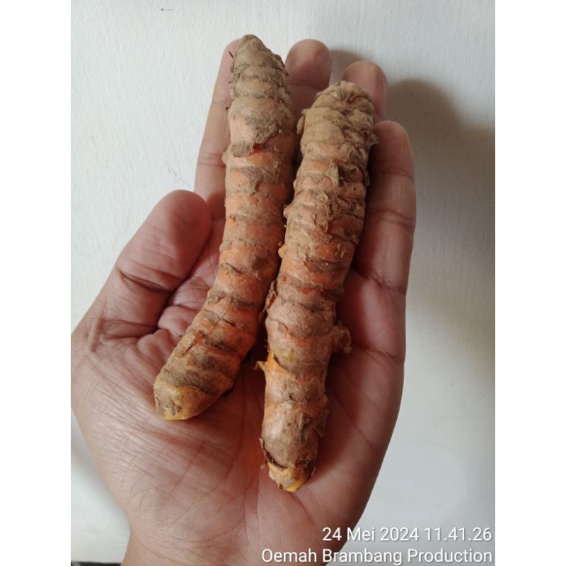 

Kunyit/kunir segar 1000 gram super