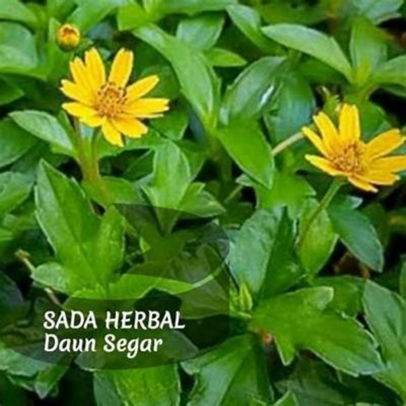 

Daun dan bunga pohon seruni widelia laut segar 200gram
