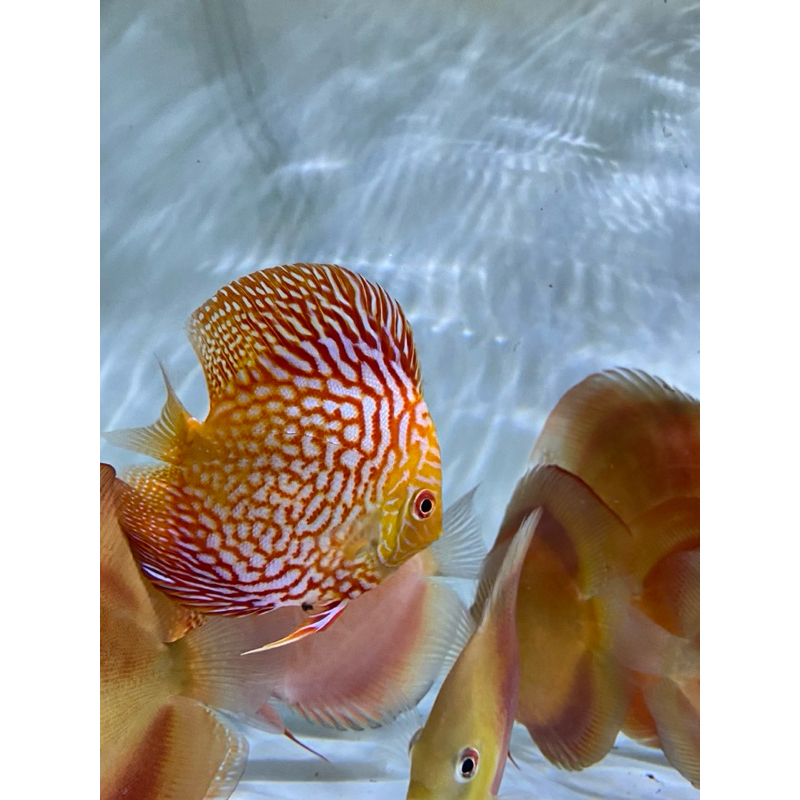 paket discus 4 ekor 2,5 in