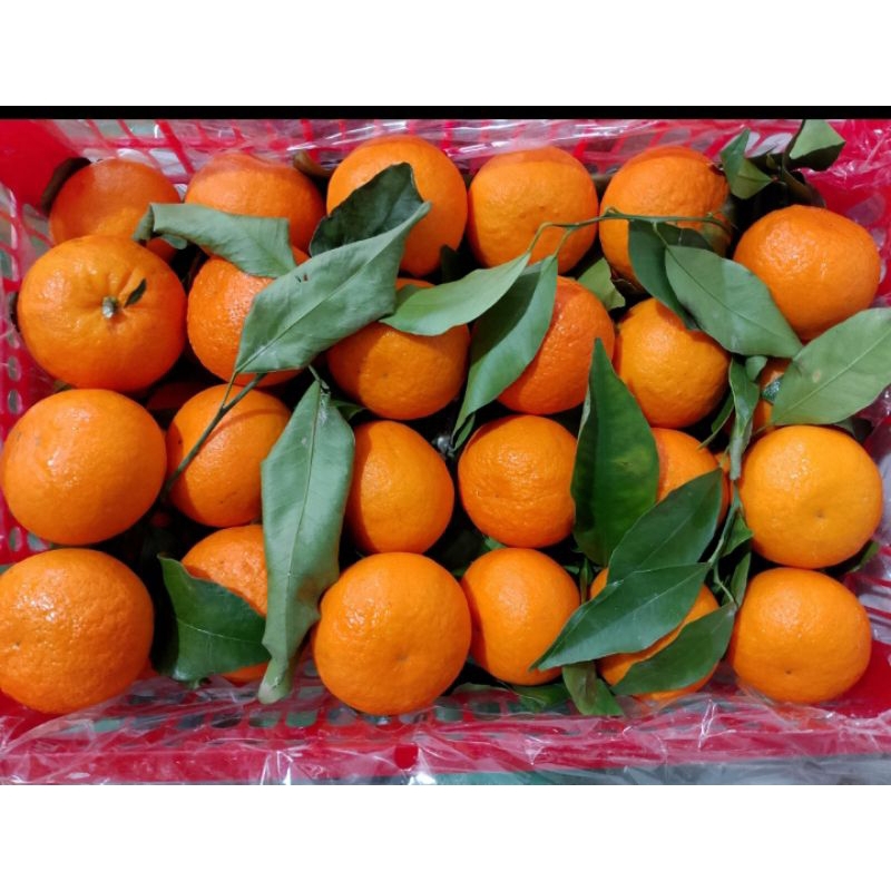 

Jeruk Manis Wogan Daun 1 kg