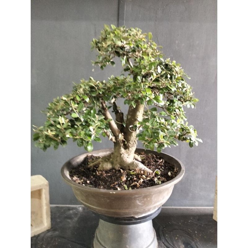 bonsai silverberry jadi tinggal pajang