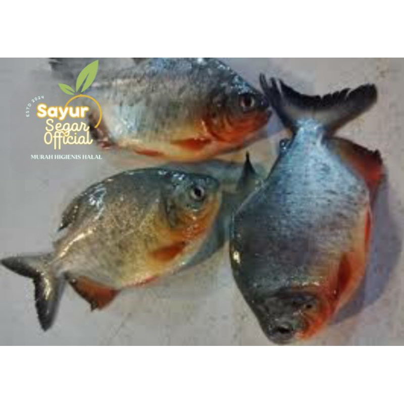 

Ikan Bawal Merah Segar 1kg- Kirim Instan