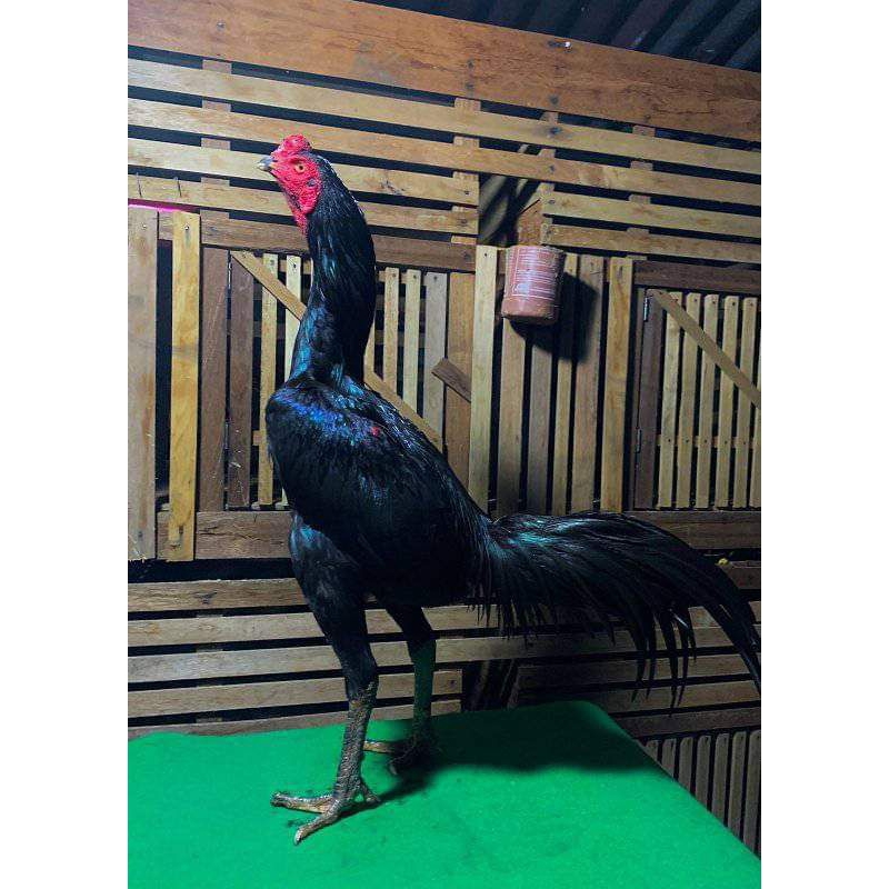 AYAM PAKHOY VVIP BLACKBULL TRAH JUARA