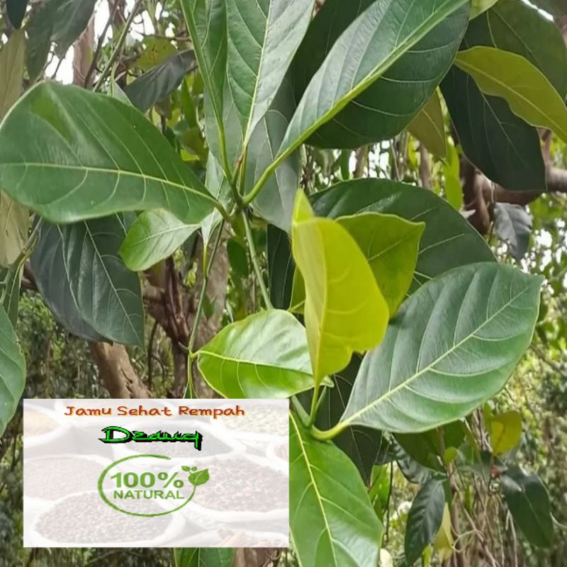 

DAUN NANGKA/JACKFRUIT LEAF mengobati nyeri sendi,menguatkan tulang/osteoporosis
