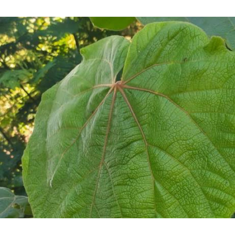 

Daun waru gunung / daun tisuk segar 500 gram-az
