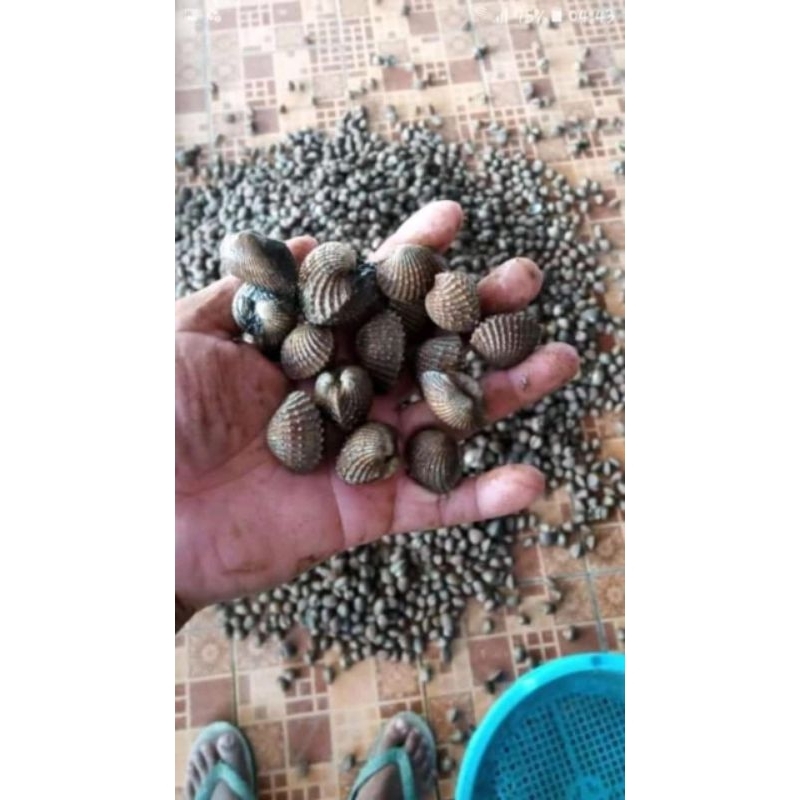 

kerang dara hidup kerang dara live 1kg bergaransi