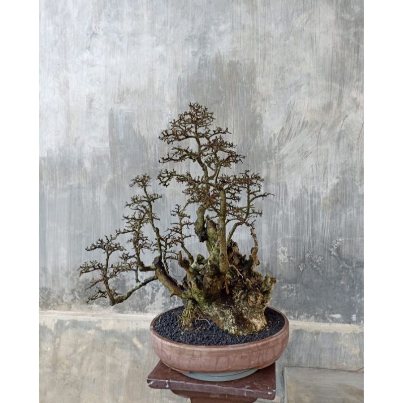 bonsai serut raft istimewa bisa ikut kontes rare item