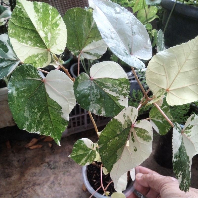 waru variegata