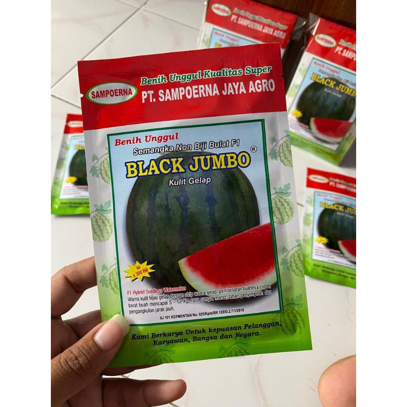Semangka non biji bulat Black Jumbo F1