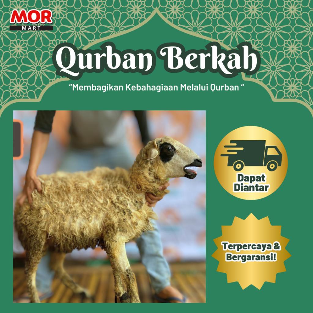 

EDISI IDUL ADHA Hewan Kurban Domba Tanduk - Qurban Hidup