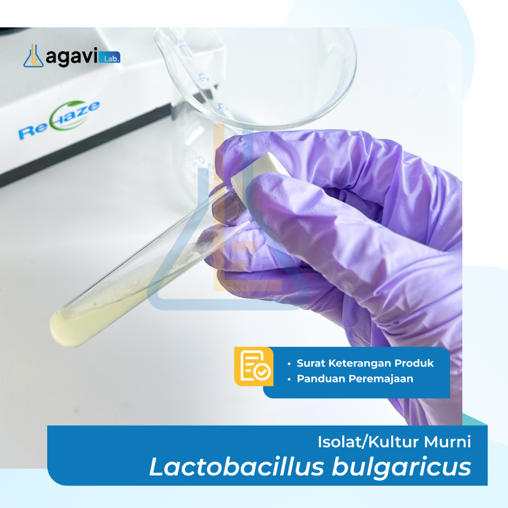 Isolat/Kultur Murni Bakteri Lactobacillus bulgaricus