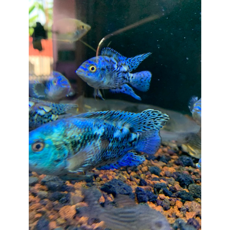 IKAN EBJD (Electric Blue Jack Dempsey)
