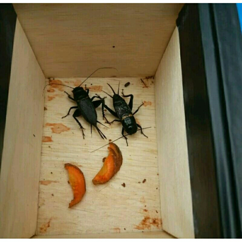 jangkrik kalung/sepasang/betina saja/ jantan saja
