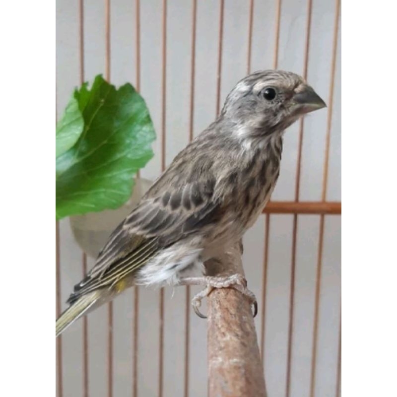 burung BLACKTHROAT FINCH AFRICA Jantan pilihan