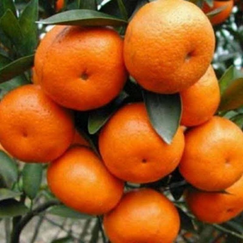 Bibit jeruk sunkist kondisi sudah berbuah
