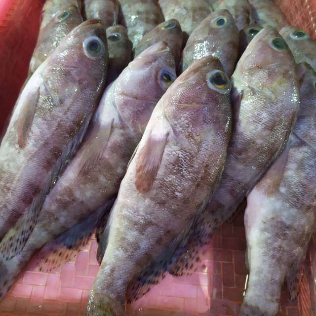 

Tosa SS_Ikan Kerapu Kecil - 250gr