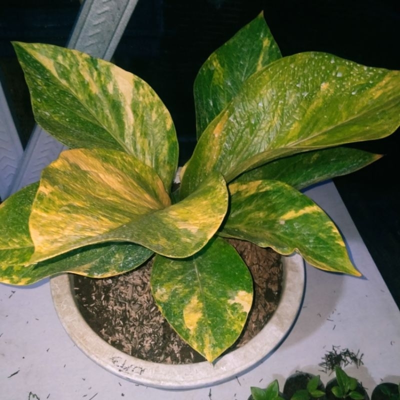 jemani cobra x eka varigata